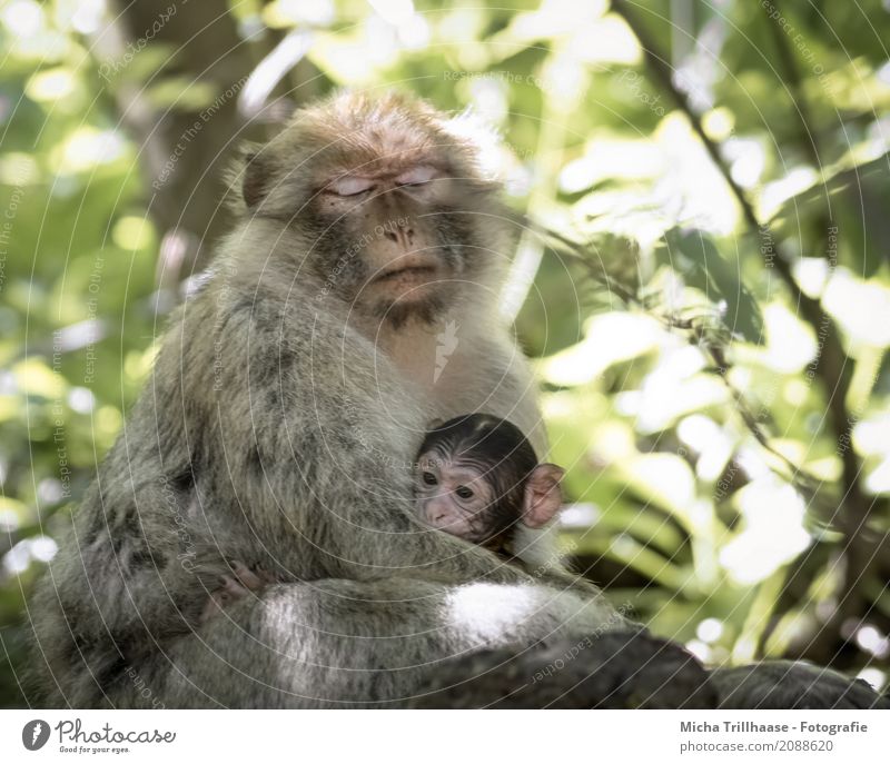 Proximity and security Nature Animal Sun Sunlight Beautiful weather Plant Tree Leaf Wild animal Animal face Pelt Paw Monkeys Barbary ape Young monkey Eyes 2