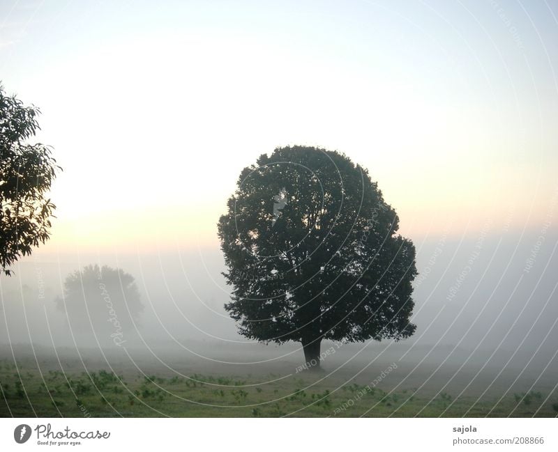 CCC - when the day awakens Environment Nature Landscape Plant Sky Autumn Weather Fog Tree Grass Stand Esthetic Hope Sadness Grief Contentment Moody Ambience