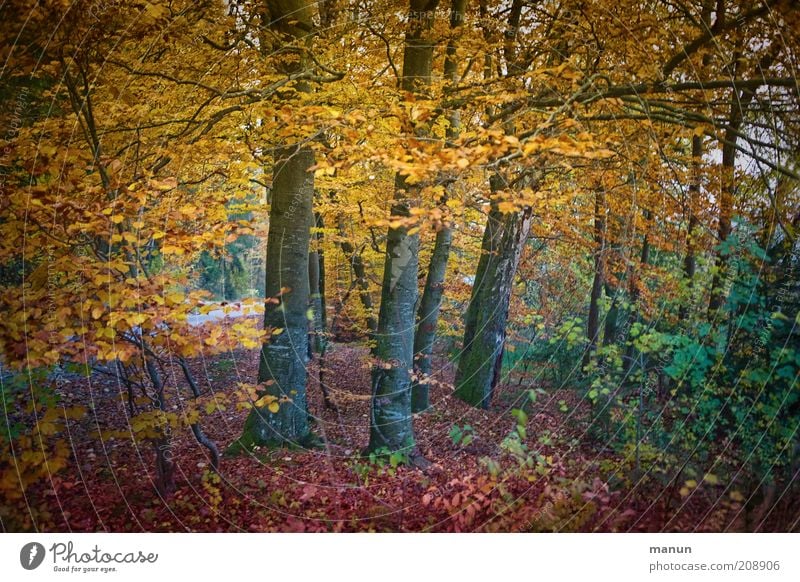 autumn forest Trip Environment Nature Landscape Autumn Tree Deciduous forest Autumn leaves Autumnal Autumnal colours Autumnal landscape Park Forest Beautiful