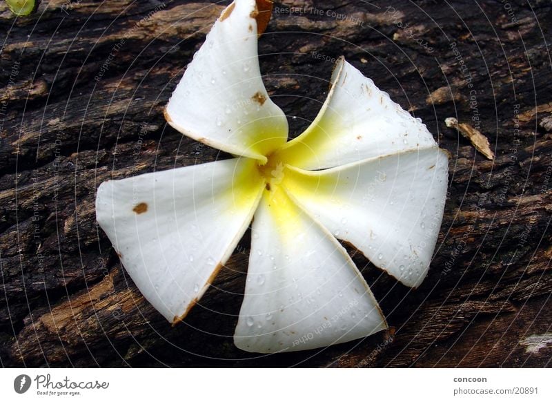 What kind of flower is this? Flower Blossom White Yellow Wood Tree Rubber