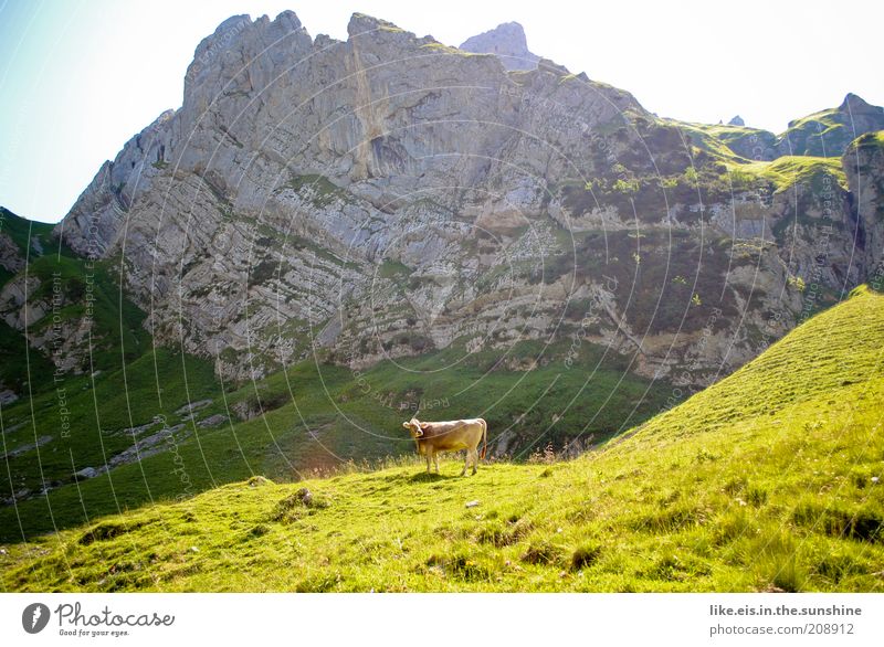 For all city children: one cow! Contentment Relaxation Calm Vacation & Travel Trip Summer Summer vacation Mountain Environment Nature Landscape Sky