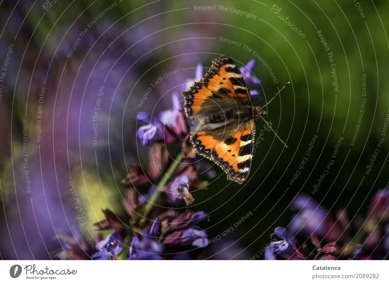 Little fox au sage flowers Nature Plant Animal Summer Beautiful weather Blossom Agricultural crop Sage Sage blossom Garden Butterfly Small tortoiseshell 1