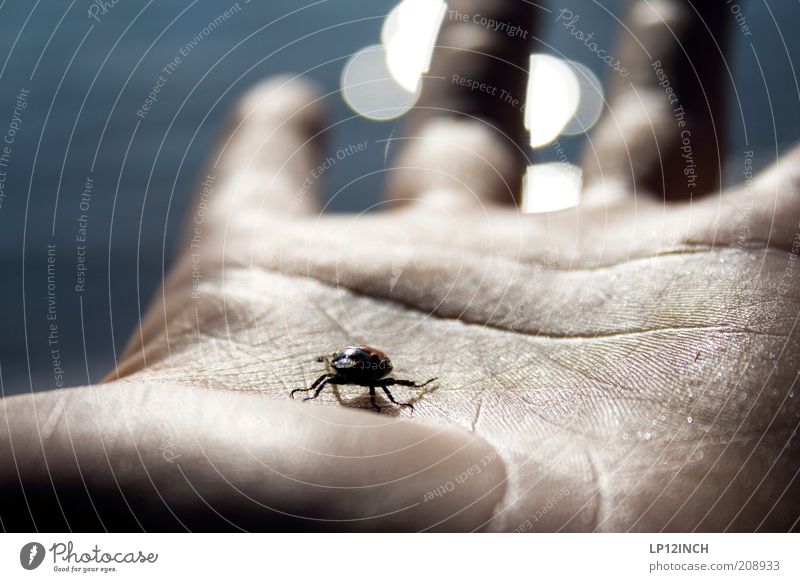 Your life in my hand Skin Ocean Human being Masculine Man Adults Hand 1 Observe Touch Catch Respect Wrinkle Hide Fingers Life line Beetle Insect Animal