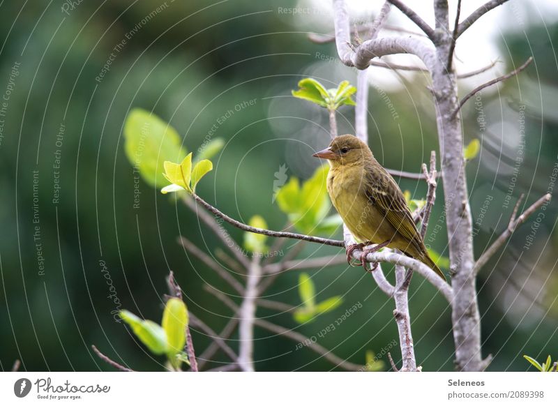 break Freedom Environment Nature Spring Plant Tree Leaf Branch Park Animal Wild animal Bird Animal face 1 Observe Near Natural Ornithology Colour photo