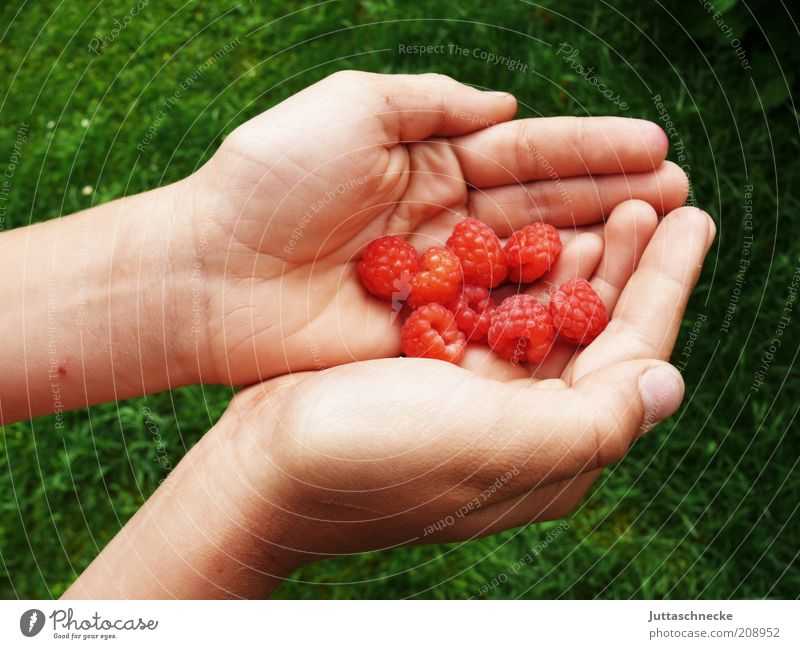 All little Gordons. Food Fruit Raspberry Organic produce Vegetarian diet Diet Life Hand Fingers Nature Summer Agricultural crop To hold on Juicy Sweet Red Pick