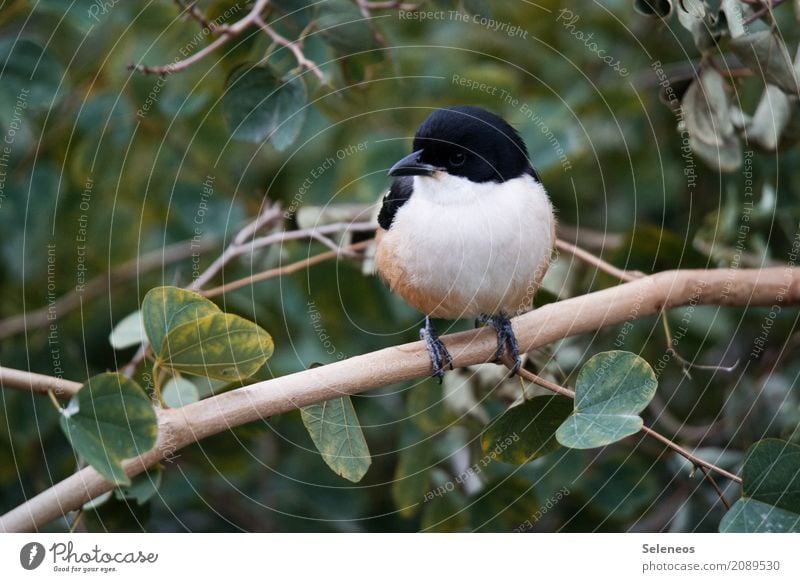 Southern Boubou Trip Far-off places Freedom Environment Nature Plant Tree Bushes Branch Park Forest Animal Wild animal Bird Animal face 1 Observe Near Natural