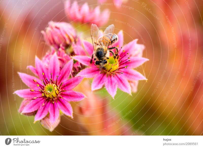 House root with bee Beautiful Plant Blossom Bee Pink Red Sempervivum Insect Sempervivum tectorum Living thing thickleaf plants Close-up Macro (Extreme close-up)