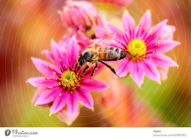 House root with bee Beautiful Plant Blossom Bee Pink Red Sempervivum Insect Sempervivum tectorum Living thing thickleaf plants Close-up Macro (Extreme close-up)