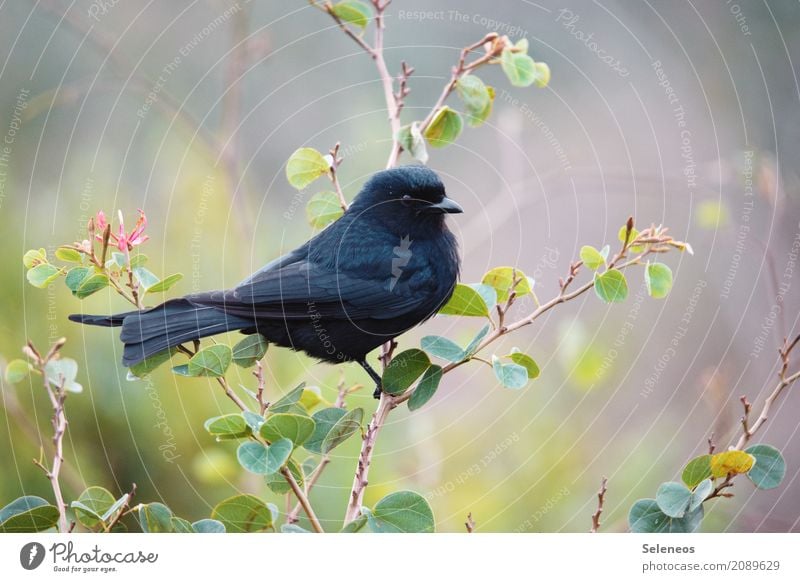 goth Summer Environment Nature Spring Plant Bushes Leaf Garden Park Animal Wild animal Bird Animal face drongo 1 Near Natural Black Ornithology Colour photo