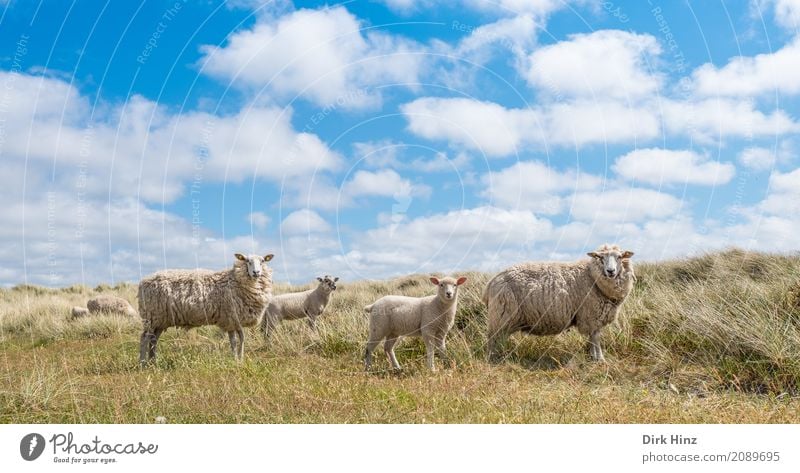 sheep family Beach Ocean Island Nature Sky Clouds Beautiful weather Meadow Coast North Sea Farm animal 4 Animal Group of animals Herd Natural Curiosity Soft