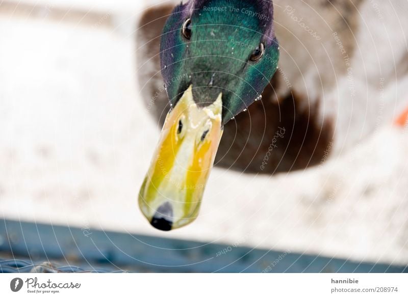 how the beak has grown for him... Animal Bird Duck Drake 1 Curiosity Interest Mistrust Beak Eyes Green Yellow Drops of water waterfowl Colour photo