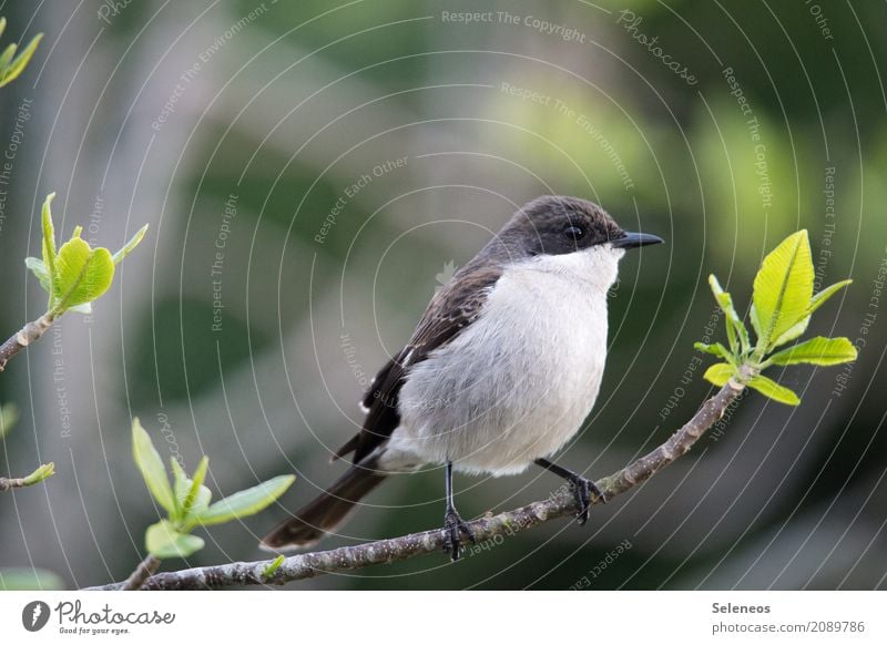 Southern Fiscal Shrike Trip Far-off places Freedom Environment Nature Spring Plant Tree Bushes Leaf Branch Garden Park Forest Animal Wild animal Bird