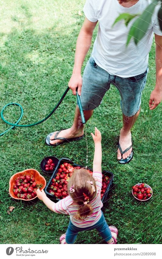 Siblings washing strawberries freshly picked in a garden Fruit Summer Garden Child Girl Boy (child) Family & Relations 2 Human being Nature Fresh Natural Above