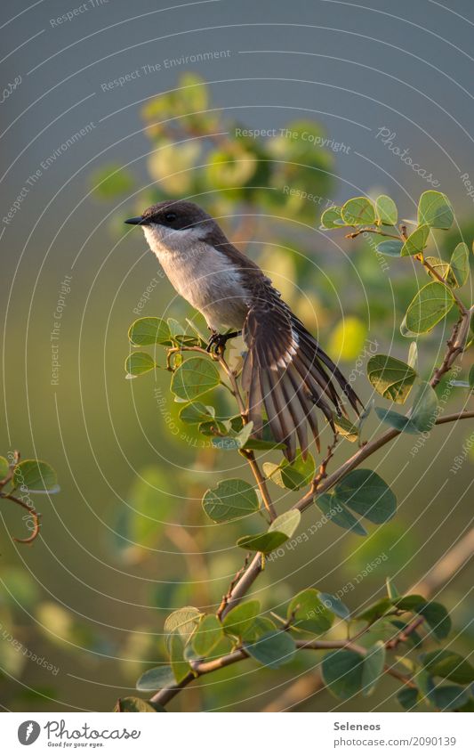 Birdie stretch you out Freedom Safari Expedition Environment Nature Spring Summer Beautiful weather Bushes Leaf Garden Park Animal Wild animal Animal face Wing