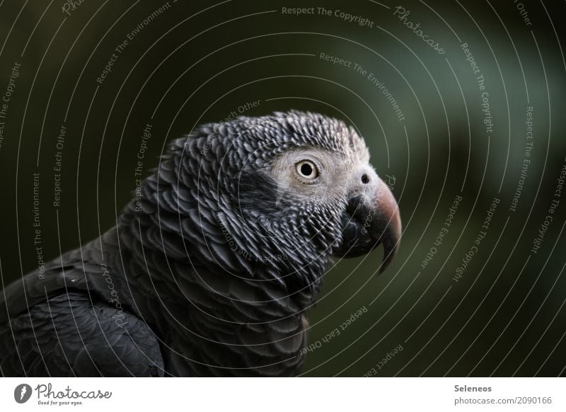 cataract Environment Nature Animal Wild animal Bird Animal face Zoo Beak 1 Exotic Near Natural Colour photo Exterior shot Deserted Shallow depth of field