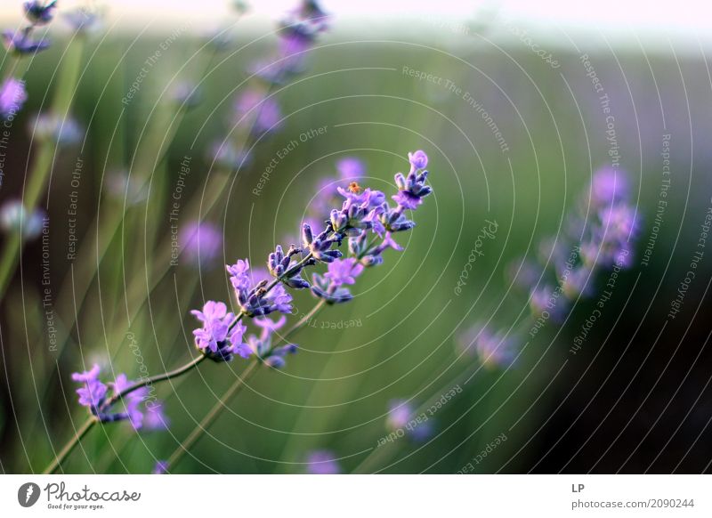 lavender at sunset Lifestyle Elegant Style Design Joy Alternative medicine Wellness Harmonious Well-being Contentment Senses Relaxation Calm Meditation