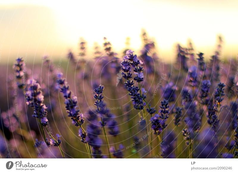 lavender at sunrise Lifestyle Style Design Exotic Joy Beautiful Healthy Alternative medicine Medication Wellness Harmonious Well-being Contentment Senses