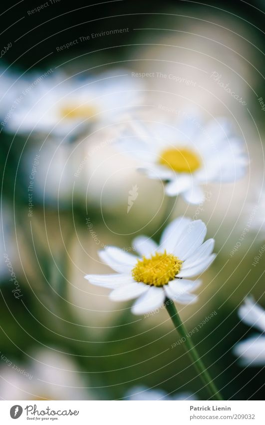 place to be Environment Nature Plant Summer Climate Weather Flower Breathe White Yellow Aster Stalk Beautiful Bright To enjoy Smooth Green Colour photo