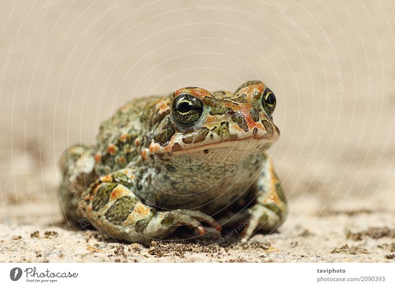 Bufotes viridis closeup Beautiful Face Eyes Environment Nature Animal Moss Leather Observe Sit Small Natural Slimy Wild Green Toad frog European common bufo