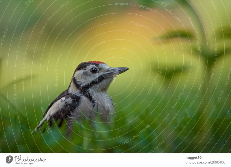 great spotted woodpecker Environment Nature Animal Sunlight Spring Summer Autumn Beautiful weather Grass Garden Park Meadow Forest Wild animal Bird Animal face