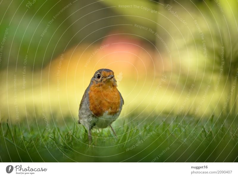 robin Environment Nature Animal Spring Summer Autumn Beautiful weather Grass Garden Park Meadow Wild animal Bird Animal face Wing Robin redbreast 1 Esthetic