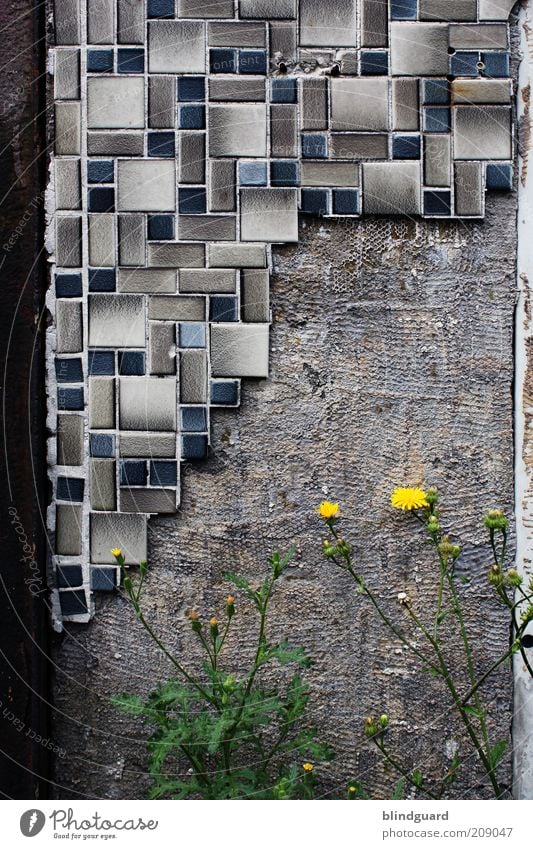 Dust in the Wind Stone Concrete Blue Brown Yellow Gray Green Decline Broken Tile Dandelion Wall (barrier) Derelict Chop Rust Metal Steel Iron