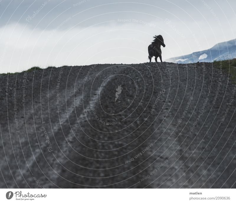 Encounter advantage Nature Landscape Clouds Mountain Animal Horse 1 Running Blue Gray Iceland Mane Ski piste Gallop Colour photo Subdued colour Exterior shot