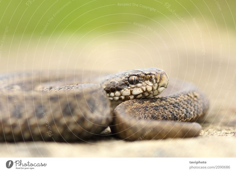 juvenile hungarian meadow viper closeup Beautiful Nature Animal Meadow Snake Wild Brown Fear Dangerous Viper vipera ursinii rakosiensis Reptiles Romania