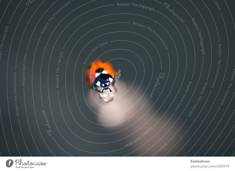 bow Nature Animal Beetle Ladybird 1 Sit Wait Simple Small Curiosity Red Black Point Colour photo Multicoloured Exterior shot Close-up Copy Space left