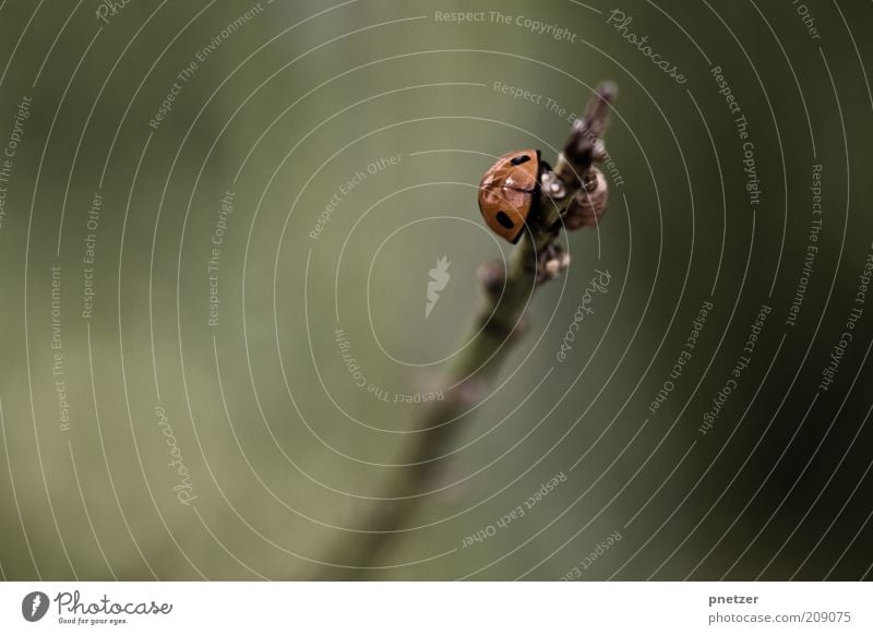 skyscrapers Environment Nature Plant Animal Spring Summer Ladybird Insect 1 Happy Good Near Beautiful Green Red Emotions Subdued colour Exterior shot