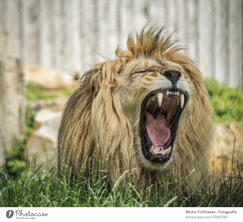 Yawning Lion Nature Animal Sun Sunlight Beautiful weather Grass Foliage plant Wild animal Animal face Pelt Lion's mane Set of teeth 1 Relaxation Lie Sleep