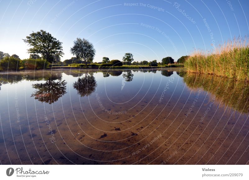 Mirrored! Summer Nature Landscape Plant Earth Water Cloudless sky Beautiful weather Tree Park Lakeside Deserted Calm Colour photo Exterior shot Dawn Reflection