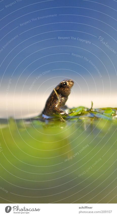 Hans GuckindieLuft Animal Pond Lake Frog Crouch Looking Sit Small Curiosity Cute Loneliness Diminutive Close-up Macro (Extreme close-up) Worm's-eye view