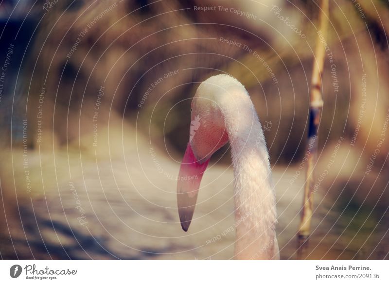 Loneliness. Summer Animal Bird Pelican 1 Emotions Moody Pink Colour photo Subdued colour Exterior shot Deserted Looking back Looking away Beak Neck Rear view