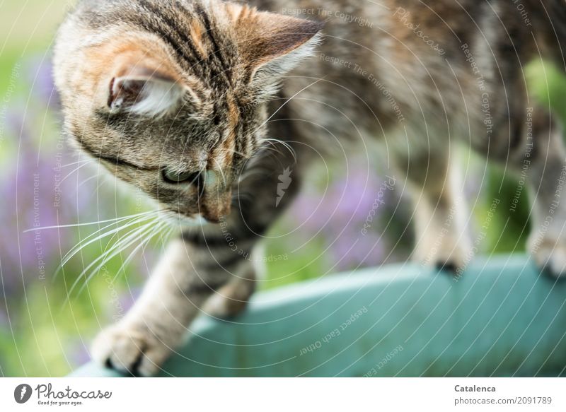 Cat balancing on the edge of the rain barrel Nature Summer Garden 1 Animal rainwater buoy Plastic Observe Athletic Brown Green Violet Black Turquoise Attentive