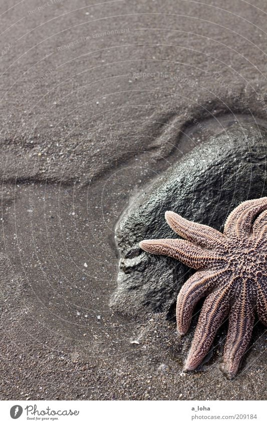 the pink starfish Nature Elements Sand Water Coast Beach Ocean Starfish 1 Animal Star (Symbol) Lie Esthetic Exotic Fantastic Wet Natural Beautiful Point