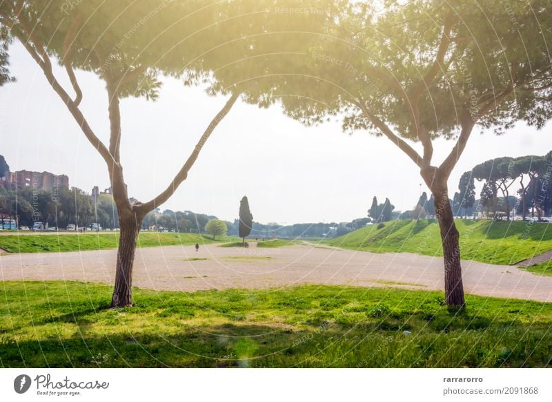 Circus Maximus in Rome Environment Landscape Plant Garden Park Italy Tourist Attraction Landmark Monument circus maximus Wood Old Town Vacation & Travel