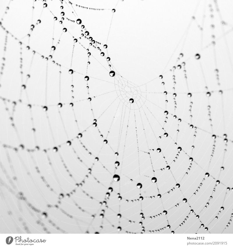 interconnectedness Environment Nature Water Drops of water Bad weather Garden Park Meadow Field Forest Wet Round Spider's web Dew Rain Damp Black & white photo