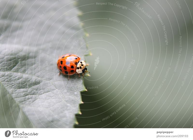 on a fine line Nature Plant Summer Leaf Foliage plant Animal Beetle 1 To feed Crawl Glittering Near Natural Cute Green Red Ladybird Colour photo Exterior shot