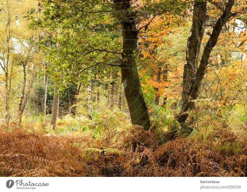 autumn forest Environment Nature Landscape Plant Autumn Tree Leaf Park Forest Brown Yellow Green Background picture colorful fall Lush multi November October