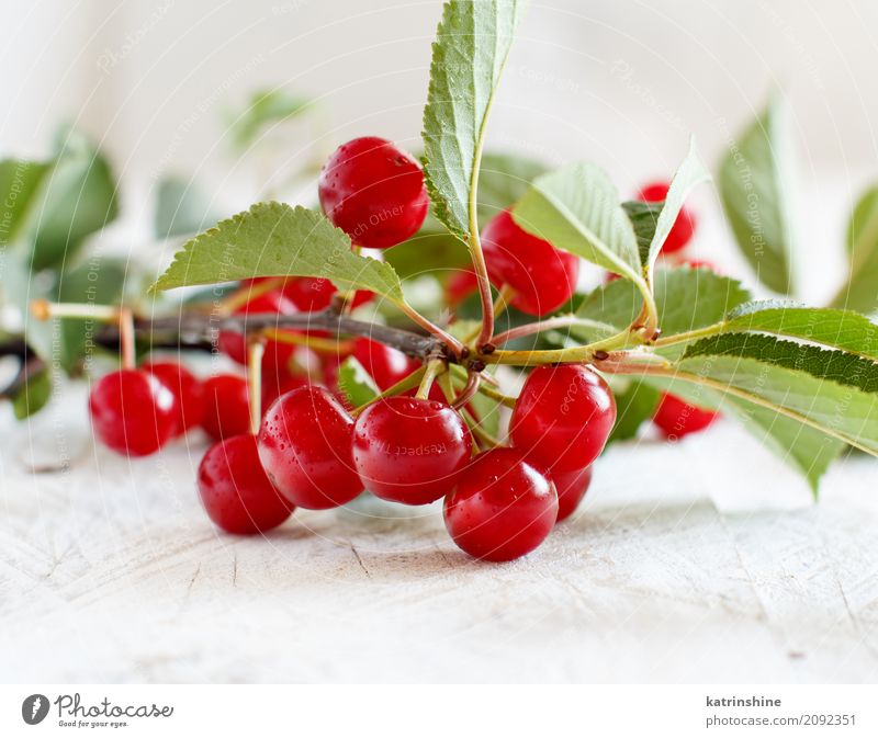 Branch of fresh sour cherries on a wooden table Fruit Vegetarian diet Diet Bowl Summer Table Leaf Dark Fresh Delicious Juicy Sour Wild Brown Green Red Berries