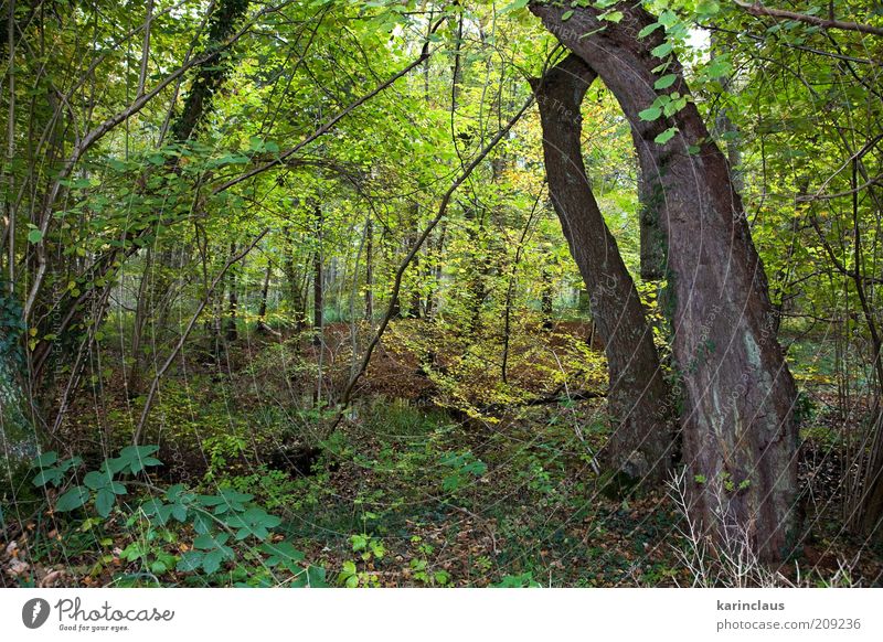 autumn forest Environment Nature Landscape Plant Autumn Tree Leaf Park Forest Brown Yellow Green fall Background picture orange season October November colorful