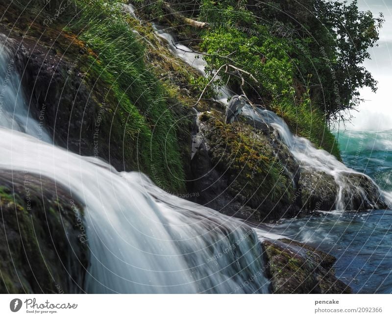 Mr. Strese is inspecting the Rhine Falls. Nature Landscape Elements Water Summer Beautiful weather Tree Grass Bushes Moss Foliage plant River bank Waterfall