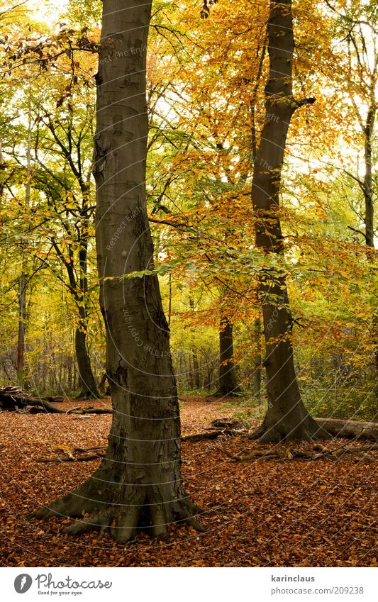 autumn forest Environment Nature Landscape Plant Autumn Tree Leaf Park Forest Brown Yellow Green fall Background picture orange season October November colorful