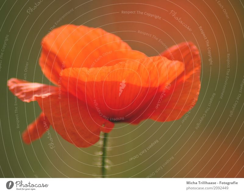 Luminous poppy flower Environment Nature Plant Sun Sunlight Beautiful weather Flower Blossom Wild plant Poppy blossom Blossom leave Blossoming Bright Colours