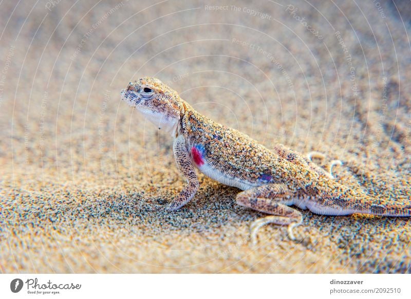 Lizard in the sand in Gobi desert, China Life Vacation & Travel Trip Adventure Safari Summer Sun Mountain Nature Landscape Animal Sand Drought Hill Hot Natural