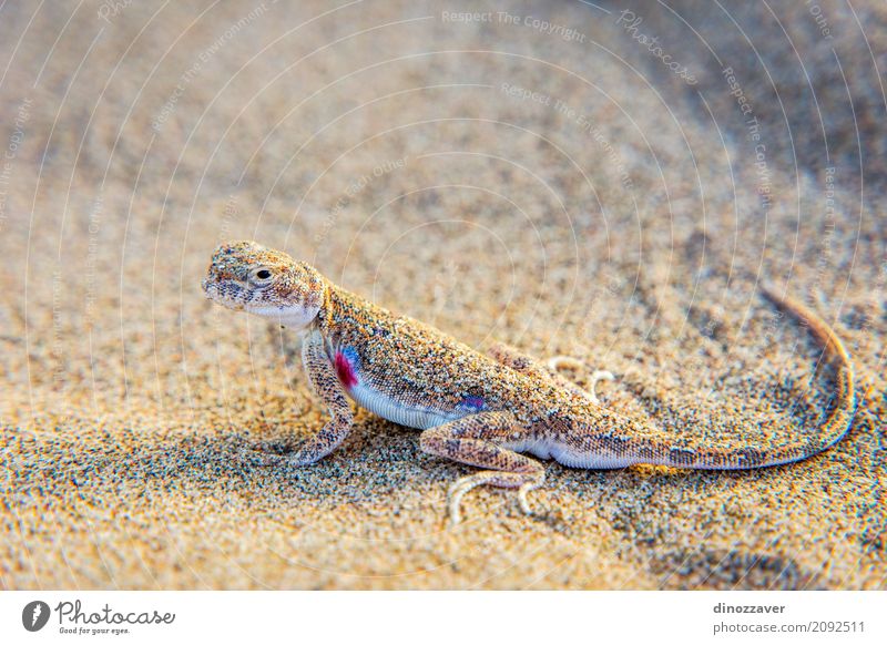 Lizard in the sand in Gobi desert, China Life Vacation & Travel Trip Adventure Safari Summer Sun Mountain Nature Landscape Animal Sand Drought Hill Hot Natural