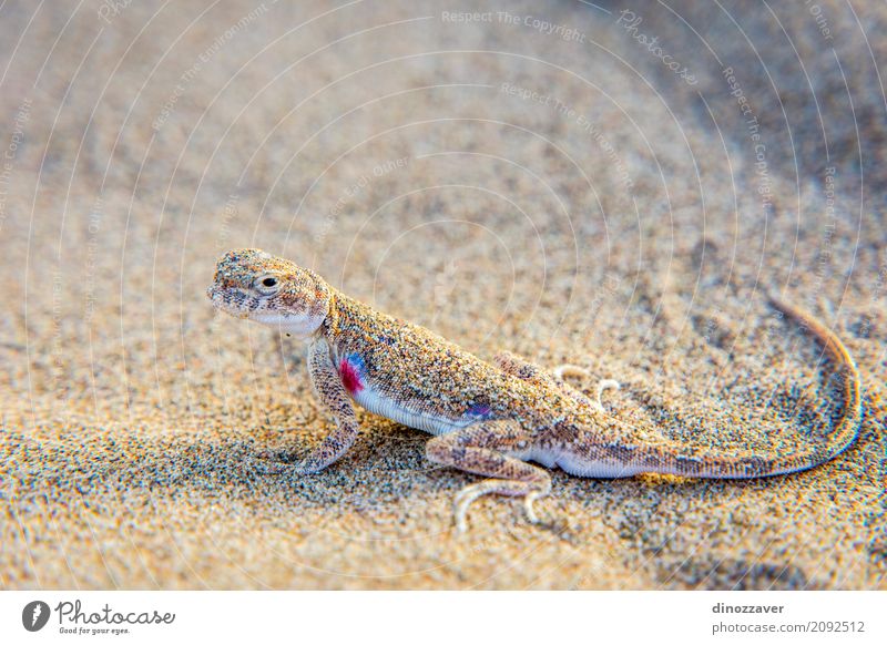 Lizard in the sand in Gobi desert, China Life Vacation & Travel Trip Adventure Safari Summer Sun Mountain Nature Landscape Animal Sand Drought Hill Hot Natural