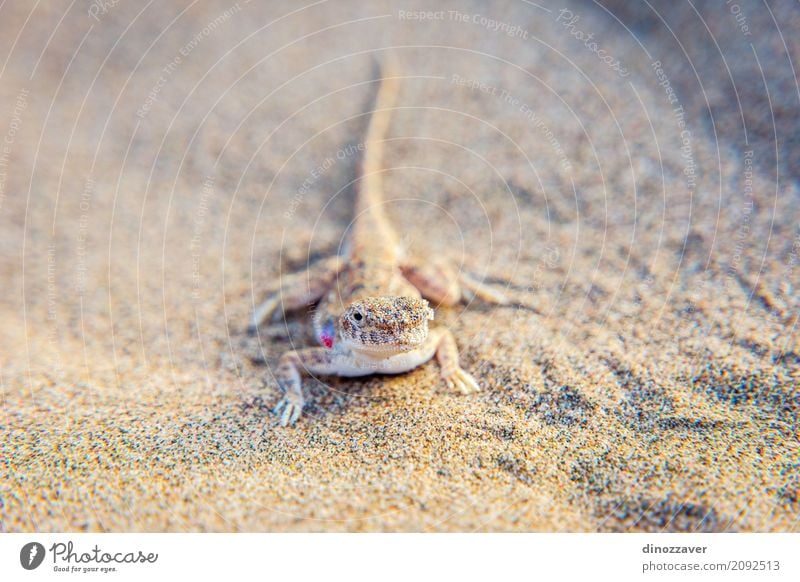 Lizard in the sand in Gobi desert, China Life Vacation & Travel Trip Adventure Safari Summer Sun Mountain Nature Landscape Animal Sand Drought Hill Hot Natural