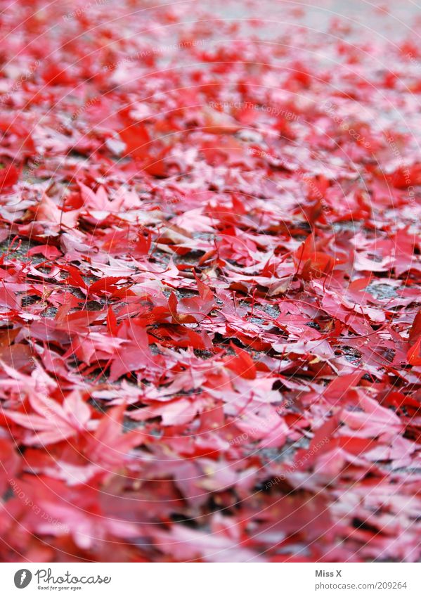 It's coming over. Nature Autumn Leaf Wet Autumn leaves Autumnal Slippery surface Colour photo Multicoloured Exterior shot Deserted Worm's-eye view